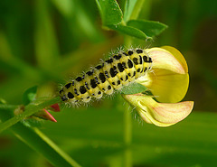 Six-spot Burnet Moth Caterpillar