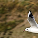 Seagull in flight Arundel