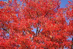 Rouge d'automne 1b
