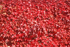 Rouge d'automne 2