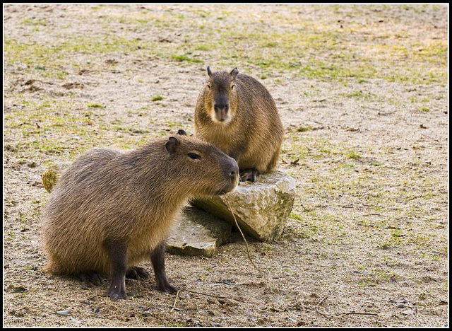 Capybara Marwell Zoo Talkphotography Meet