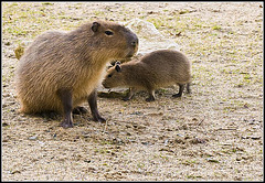 Capybara Marwell Zoo Talkphotography Meet