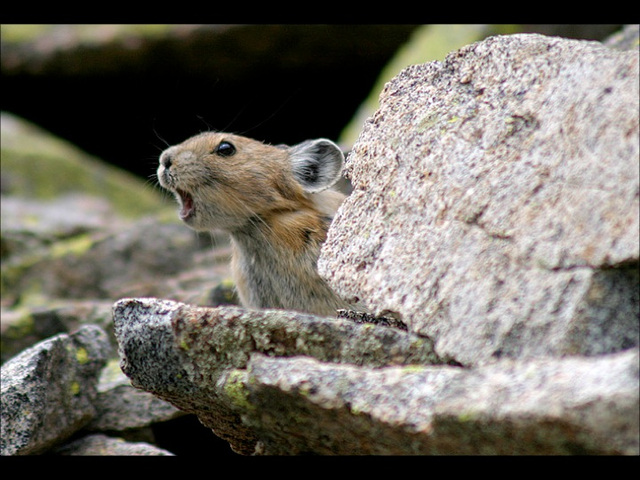 Henri Salvador chante : Minnie, petite souris Henri Salvador chante : Minnie, petite souris
