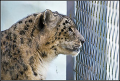 Snow Leopard Marwell Zoo Talkphotography Meet