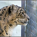 Snow Leopard Marwell Zoo Talkphotography Meet