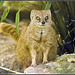 Meercat (?) Marwell Zoo Talkphotography Meet
