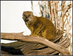Meercat (?) Marwell Zoo Talkphotography Meet