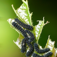 Emperor Moth Caterpillars