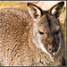 Wallaby Marwell Zoo Talkphotography Meet