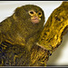 Pygmy Marmoset Marwell Zoo Talkphotography Meet