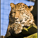 Leopard Marwell Zoo Talkphotography Meet