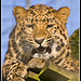Leopard Marwell Zoo Talkphotography Meet