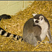 Ring-Tailed Lemur Marwell Zoo Talkphotography Meet