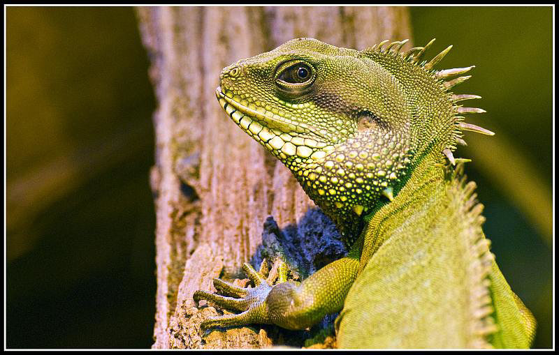 Green Dragon Marwell Zoo Talkphotography Meet