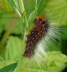 Garden Tiger Moth Caterpillar