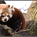 Red Panda Marwell Zoo Talkphotography Meet