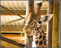 Giraffe Marwell Zoo Talkphotography Meet