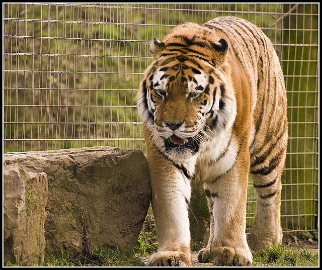 Tiger Marwell Zoo Talkphotography Meet