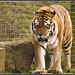 Tiger Marwell Zoo Talkphotography Meet