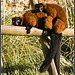 Lemur Marwell Zoo Talkphotography Meet