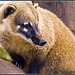 Ring-Tailed Coati Marwell Zoo Talkphotography Meet