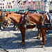 Bruges carriage horses 1