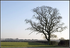 Warblington - Solitary Tree looking towards harbour