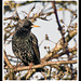 Starling in Warblington Cemetry