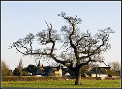 Warblington - Solitary Tree with Farm Buildings in background