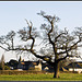 Warblington - Solitary Tree with Farm Buildings in background