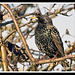 Starling in Warblington Cemetry
