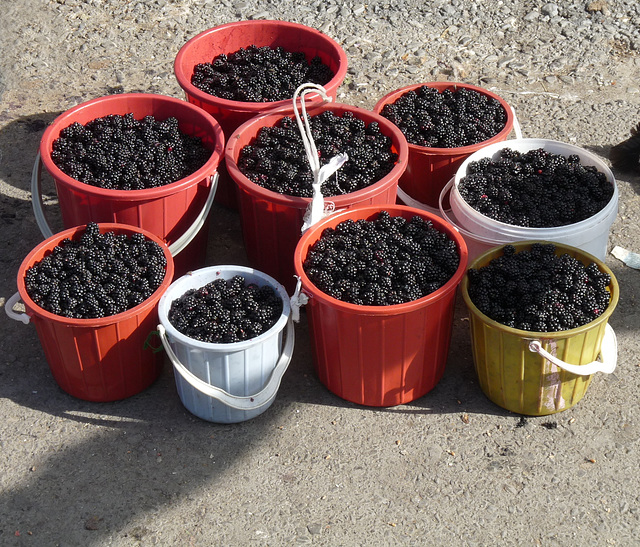 Buckets of Blackberries