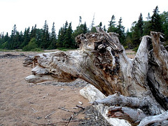 Camel trunk / Tronc chameau - Deer Lake, Terre-Neuve / Newfoundland. CANADA - Septembre 2005
