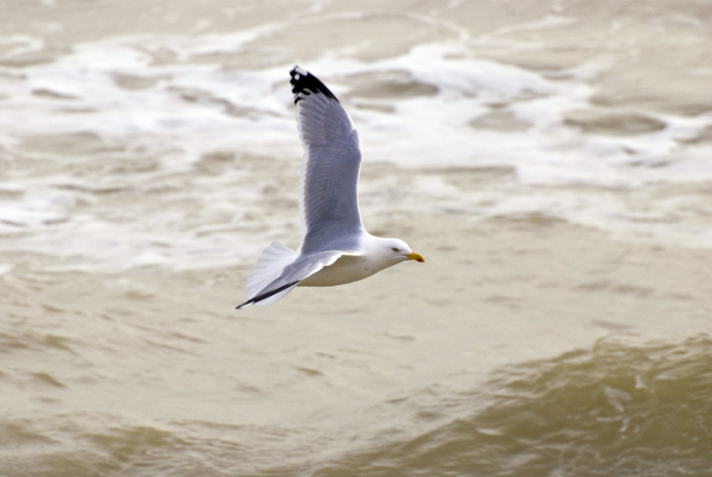 Seagull in flight Worthing