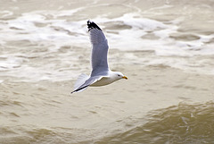 Seagull in flight Worthing