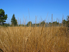Herbstwiese im Bad Wurzacher Ried