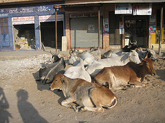 Vaches dans le village de Khimsar