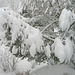 5.1.2009 - es schneit