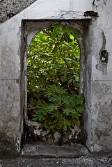 Door to the green jungle.....