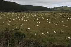 Vermutlich haben dies Kiwis das Schafezäheln erfunden