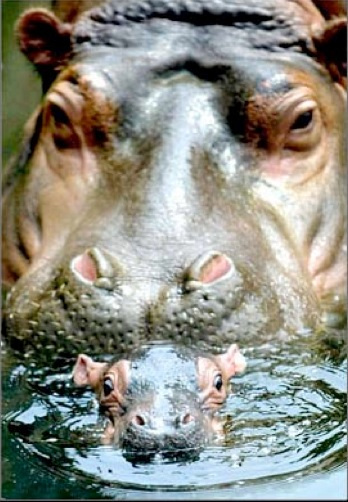 Pierre Chêne chante : L'hippopotame Pierre Chêne chante : L'hippopotame