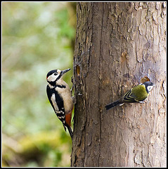 Oi! Bugger off!! (Greater Spotted Woodpecker with Great Tit
