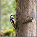 Oi! Bugger off!! (Greater Spotted Woodpecker with Great Tit