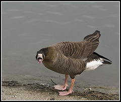 Grumpy Bean Goose