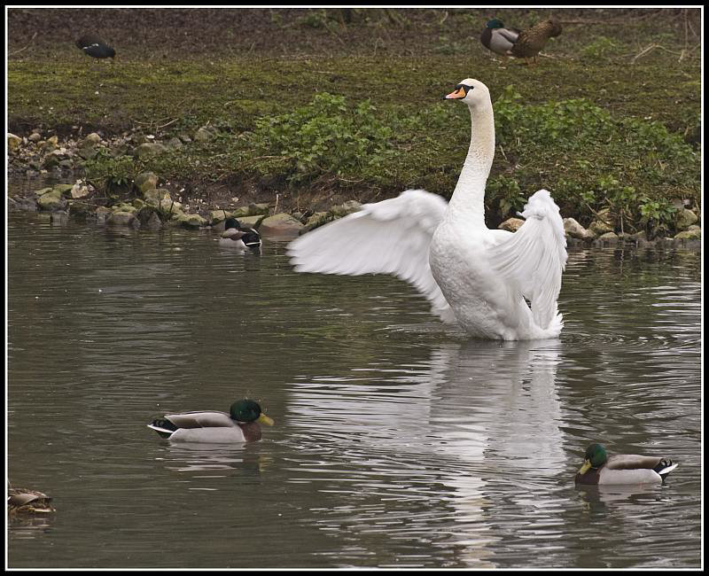 Swan Lake 3