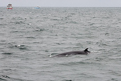 Minke whale shows its backside