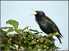 Singing Starling at Littlehampton Harbour