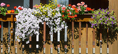 Ostrau - Rundgang - Häuser - Blumen - Bellevue