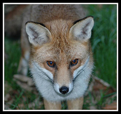 Fox in Garden