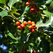 Holly berries 1